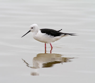 Black-winged stilt (reflection)