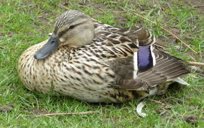 Duck in untidy surroundings