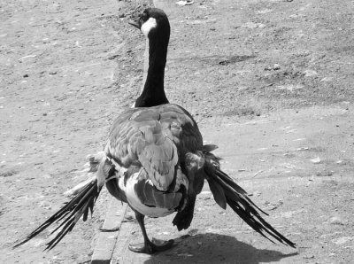 Empty of Wing feathers