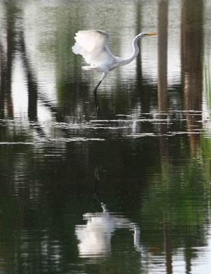 2. Egrets 8-15-12 144-web.jpg