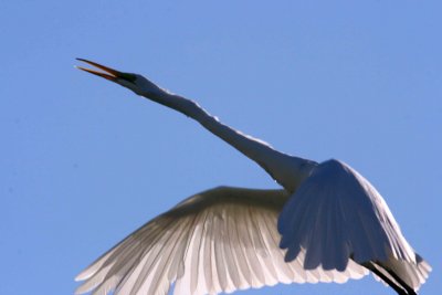 Egret 10-15-12 045-web.jpg
