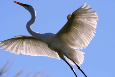 Egret 10-15-12 046-web.jpg