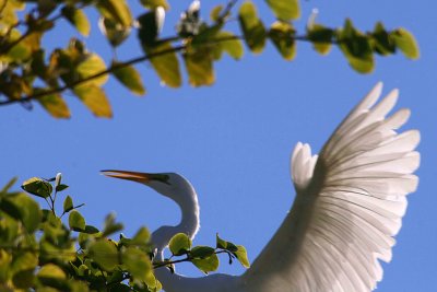 Egret 10-15-12 047-web.jpg