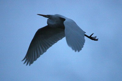 Egret 12-30-12 057-web.jpg