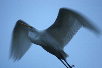 Egret 12-30-12 063-web.jpg