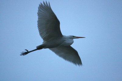 Egret 12-30-12 079-web.jpg