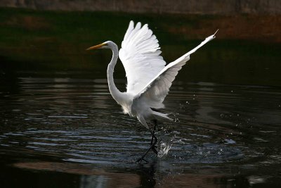 Egret 8-12-12 036-web.jpg
