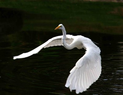 Egret 8-12-12 038-web.jpg