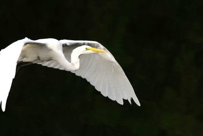 Egret 8-12-12 042-web.jpg