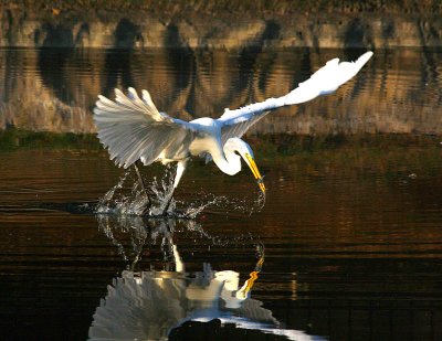 Egret 8-13-12 023-adj horiz-web.jpg