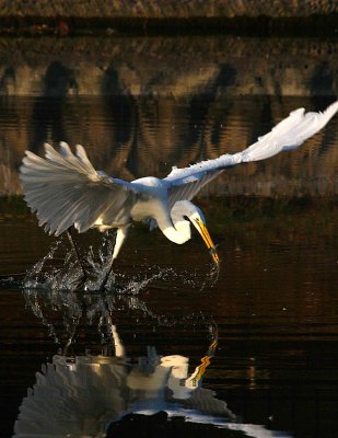 Egret 8-13-12 023-web.jpg