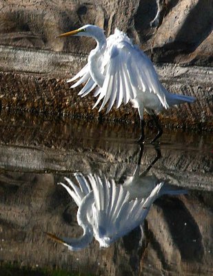Egret 8-13-12 060-web.jpg