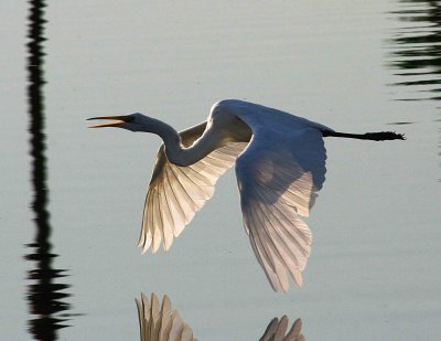 Egret 8-19-12 032-web.jpg