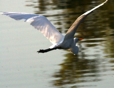 Egret 8-19-12 038-web.jpg