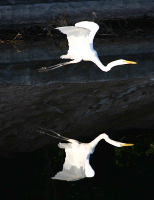 Egret 8-19-12 044-web.jpg