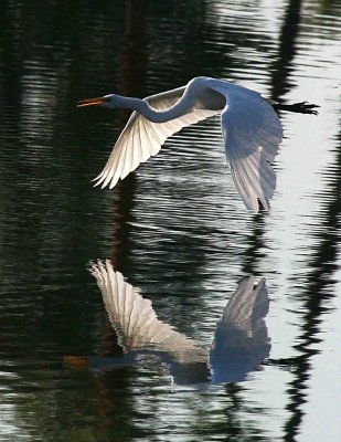 Egret 8-19-12 056-web.jpg