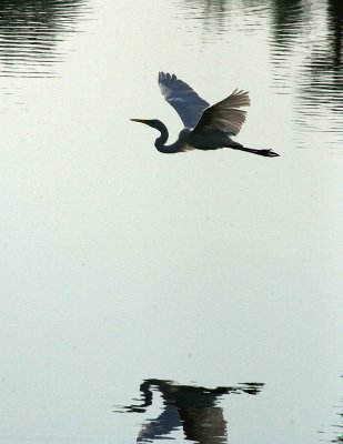 Egret 8-19-12 059-web.jpg