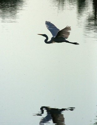 Egret 8-19-12 059-web1.jpg