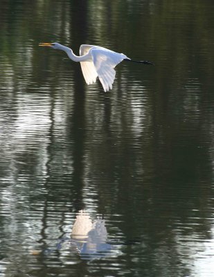Egret 8-19-12 061-web.jpg
