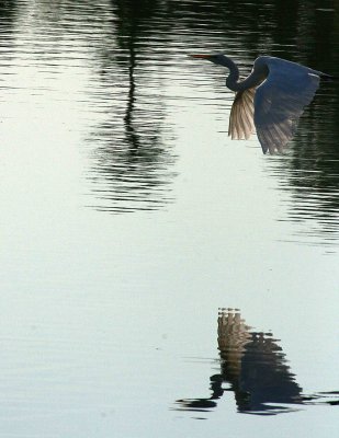 Egret 8-19-12 062-web.jpg
