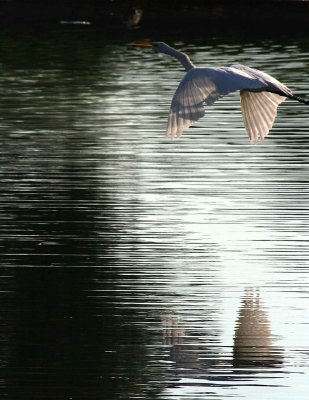 Egret 8-19-12 065-web.jpg