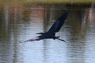 Egrets 11-27-12 034 -web.jpg