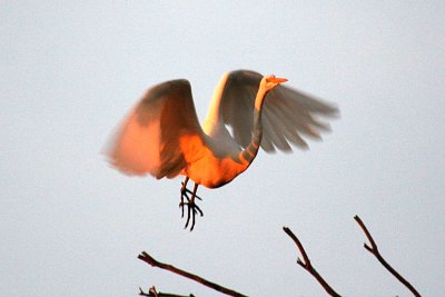 Egrets 11-27-12 214-web.jpg
