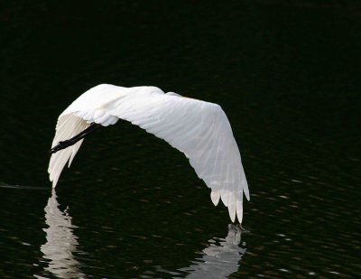 Egrets 8-15-12 121-web.jpg