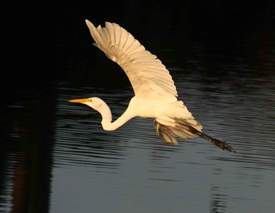 Egrets 8-2012 153-web.jpg