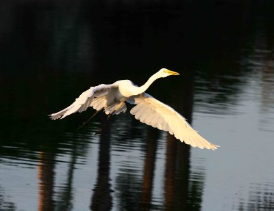 Egrets 8-2012 167-web.jpg