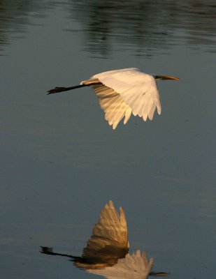 Egrets 8-2012 188-web1.jpg