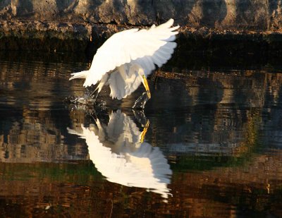 Egrets 8-2012 193-web.jpg