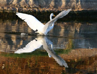 Egrets 8-2012 194-web.jpg