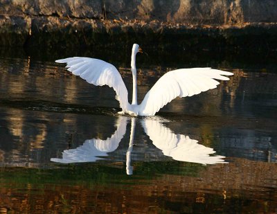 Egrets 8-2012 195-web.jpg