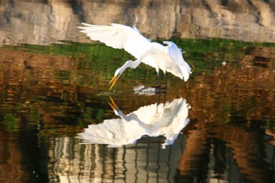Egrets 8-21-12 004-web.jpg
