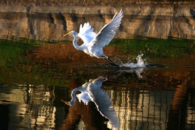 Egrets 8-21-12 005-web.jpg