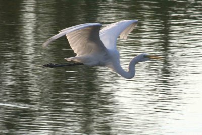 Egrets 8-21-12 014-web.jpg
