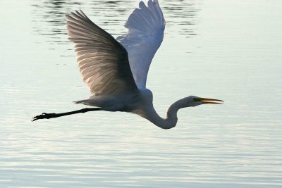 Egrets 8-21-12 016-web.jpg