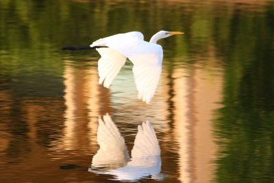Egrets 8-21-12 020-web.jpg