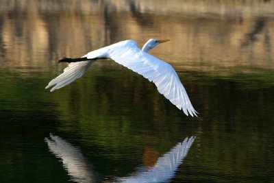 Egrets 8-21-12 021-web.jpg