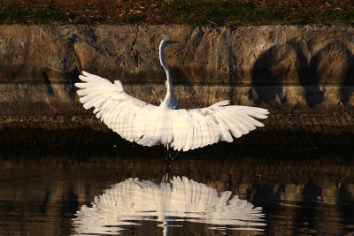 Egrets 8-21-12 026-web.jpg