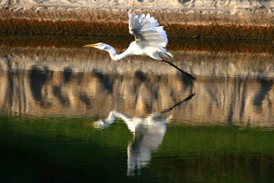 Egrets 8-21-12 042-web.jpg