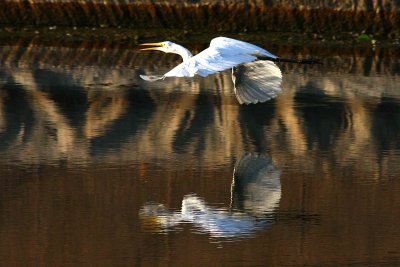 Egrets 8-21-12 044-web.jpg