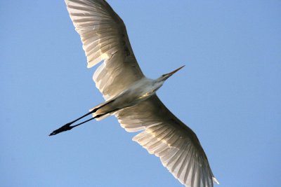 Egrets 8-21-12 074-web.jpg