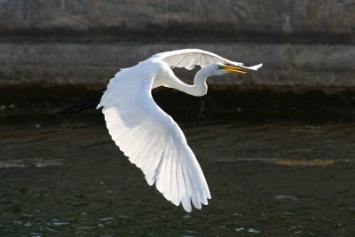 Egrets 8-21-12 091-web.jpg
