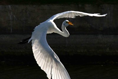 Egrets 8-21-12 092-web.jpg