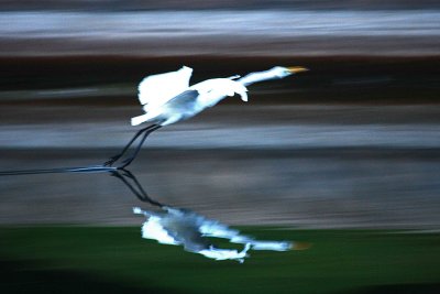 Egrets 8-21-12 103-web.jpg