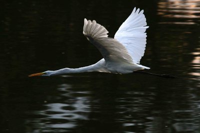 Egrets 8-21-12 141-web.jpg