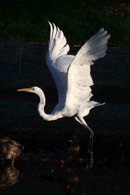 Egrets 8-28-12 039-web.jpg