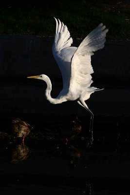 Egrets 8-28-12 039-web1.jpg